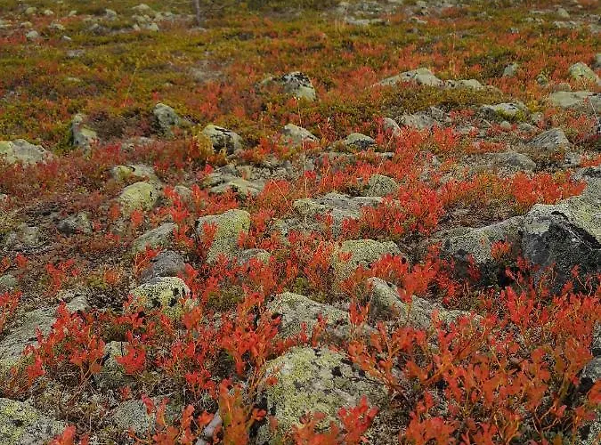 Seita Σπίτι διακοπών Levi